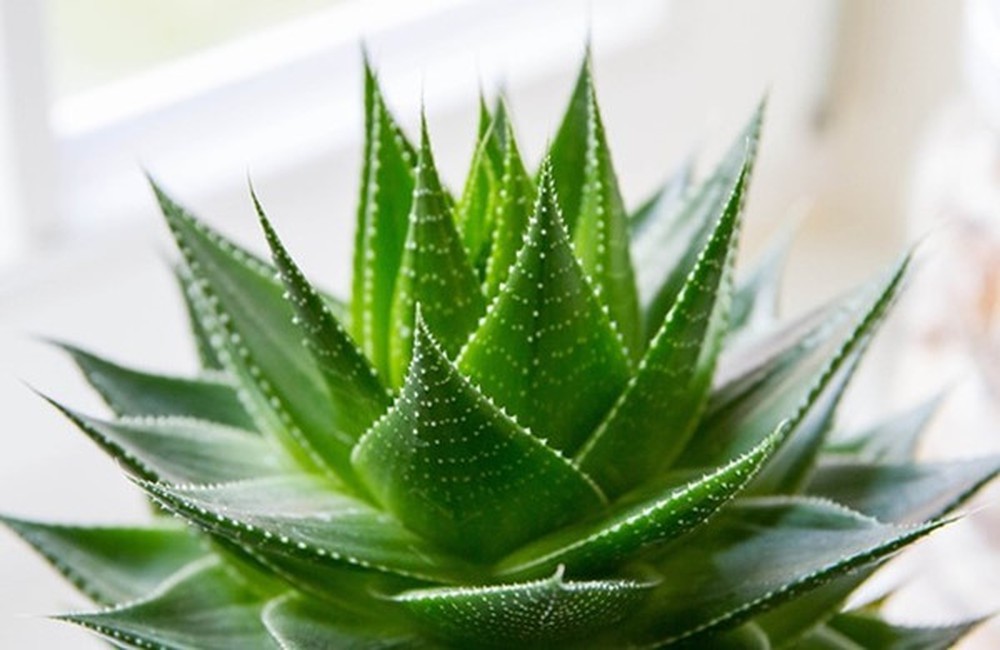 Sử dụng nha đam đúng cách để làm đẹp và những lưu ý khi dùng nha đam |  AGRIOLY Vietnam